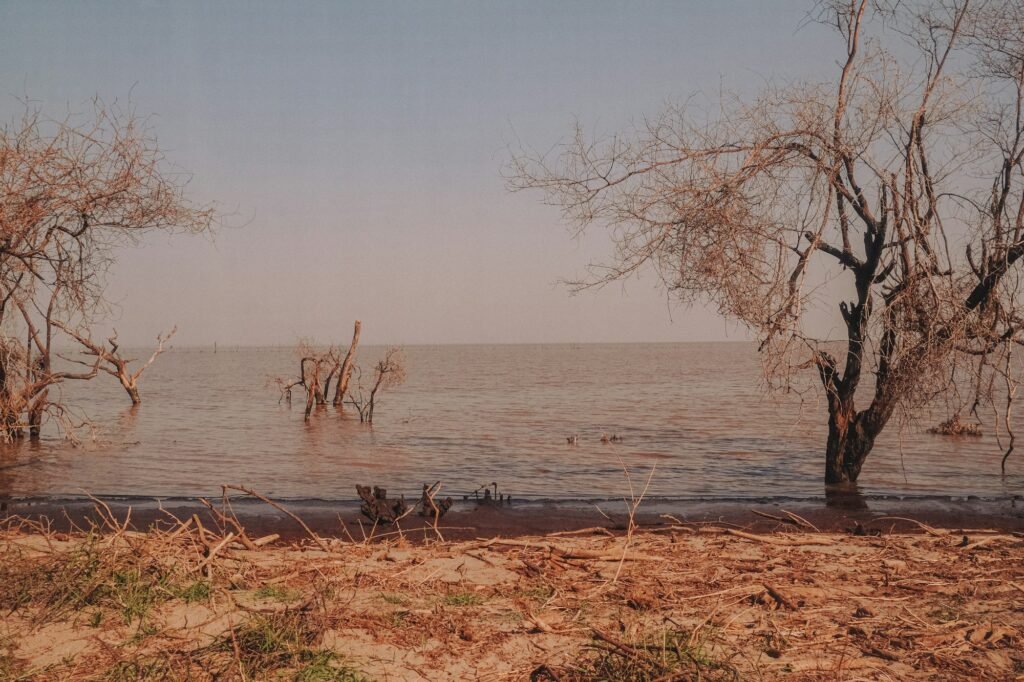 Bare acacia trees standing in the shallow, calm water of Lake Manyara