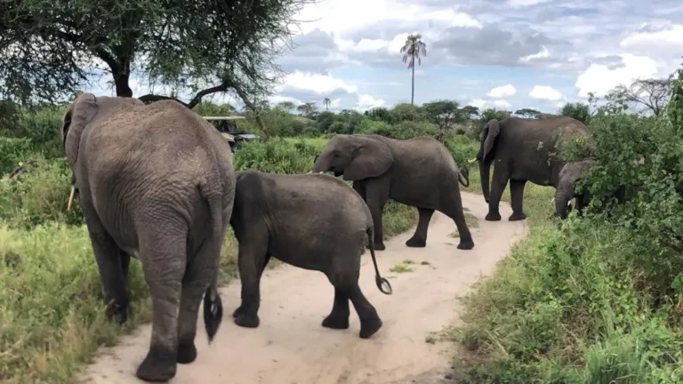 An elephant family with a young calf crosses a sandy game-drive track through green bush, a tall palm behind