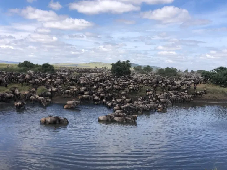 A vast wildebeest herd gathers along the edge of a pool, trees and low hills on the horizon