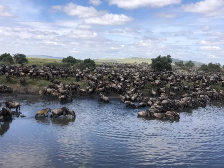 Thousands of wildebeest crowd the banks of a wide pool on green plains, some wading into the water