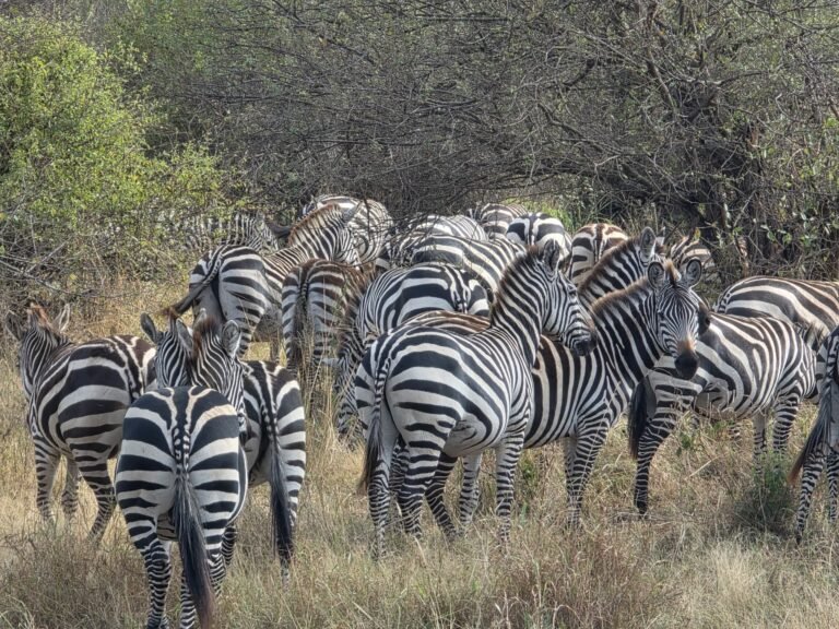 A close group of plains zebra standing in dry golden grass in front of a green acacia thicket