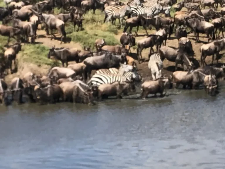 Zebra and wildebeest jostle for space as they drink at the edge of a pool