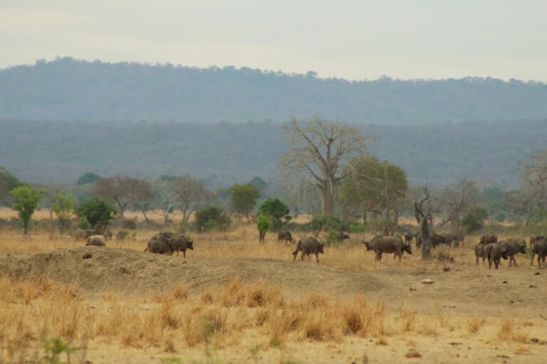 A herd of buffalo grazing on dry grassland around a bare baobab in Mikumi National Park, wooded hills behind