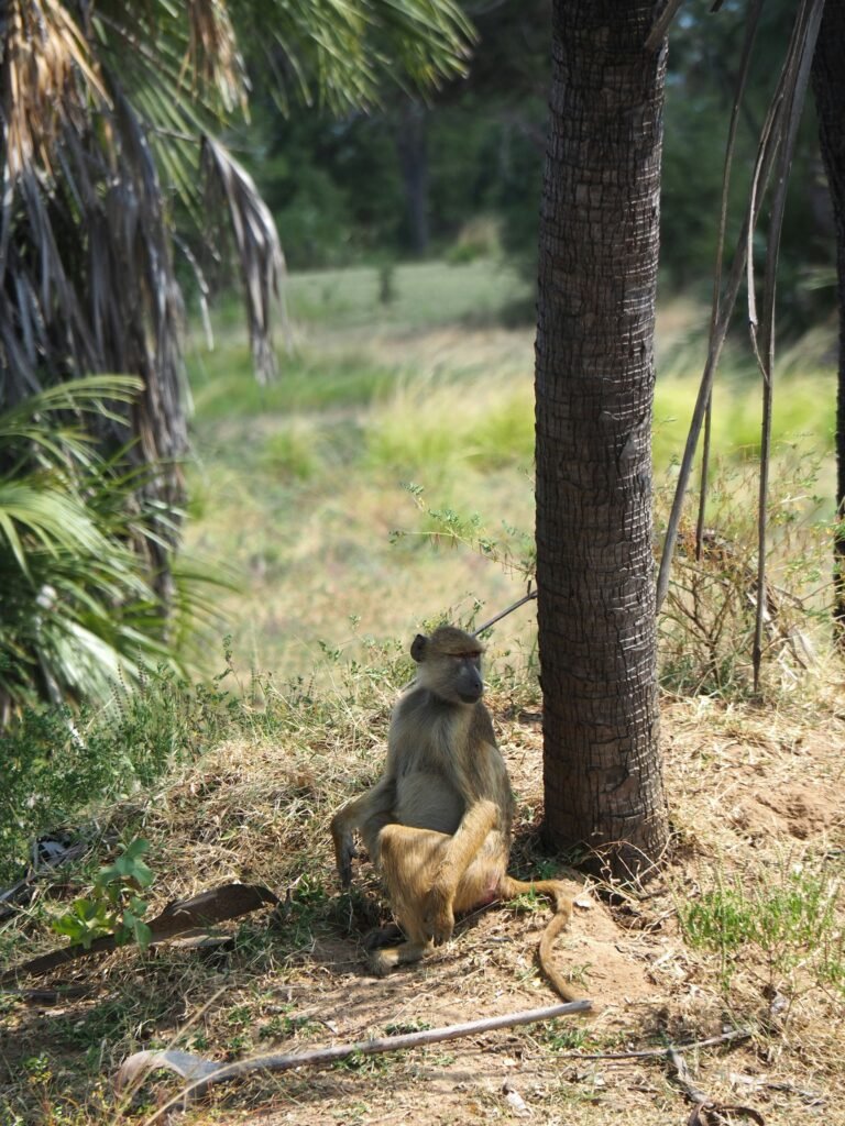 A yellow baboon sits in the shade at the foot of a palm trunk in Nyerere National Park