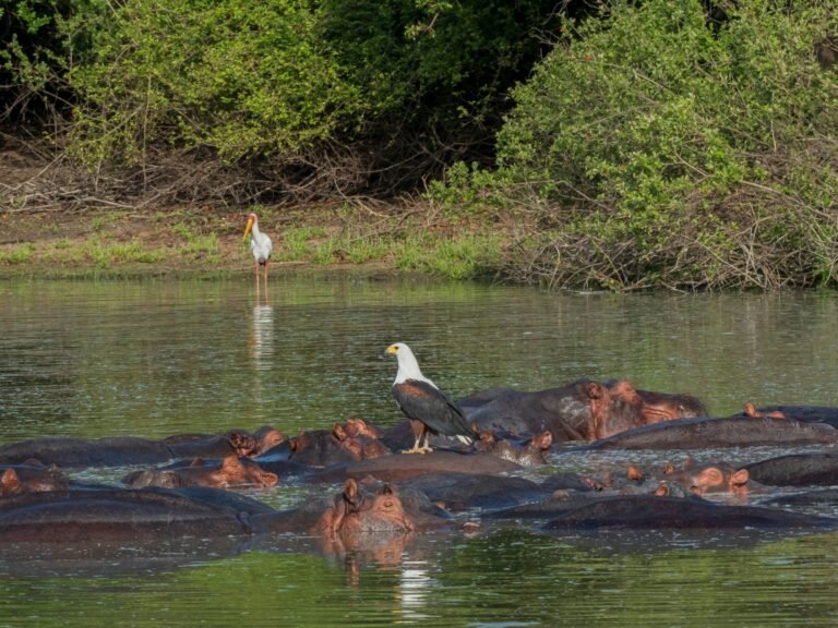 A pod of hippos packed together in a lake in Nyerere National Park, an African fish eagle perched on one of them and a yellow-billed stork on the bank behind